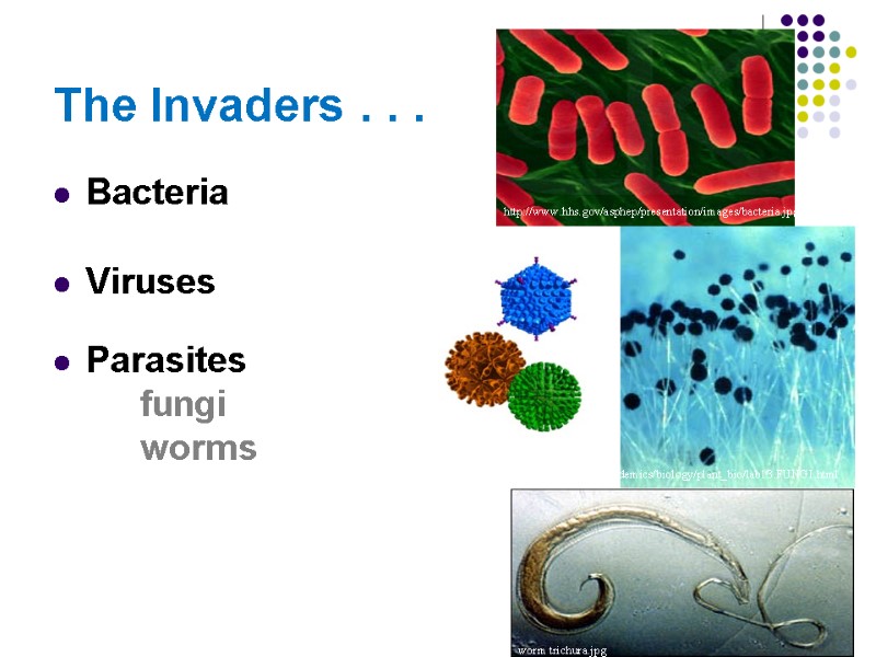 The Invaders . . .  Bacteria  Viruses  Parasites   